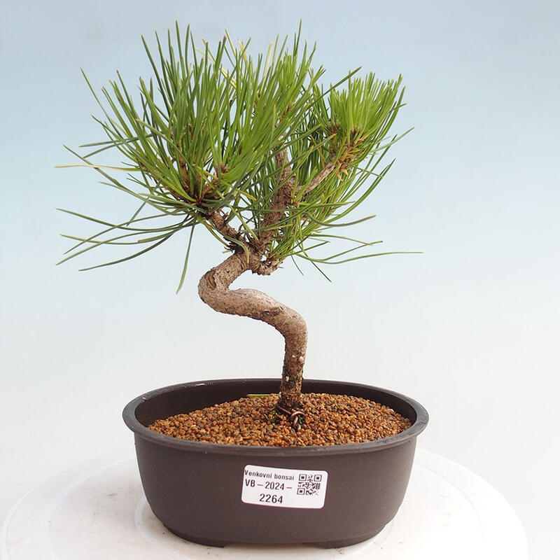 Outdoor bonsai - Pinus thunbergii - Thunbergia pine