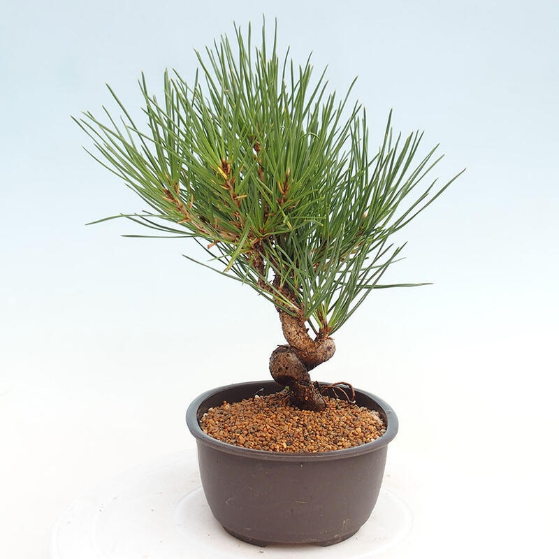 Outdoor bonsai - Pinus thunbergii - Thunbergia pine