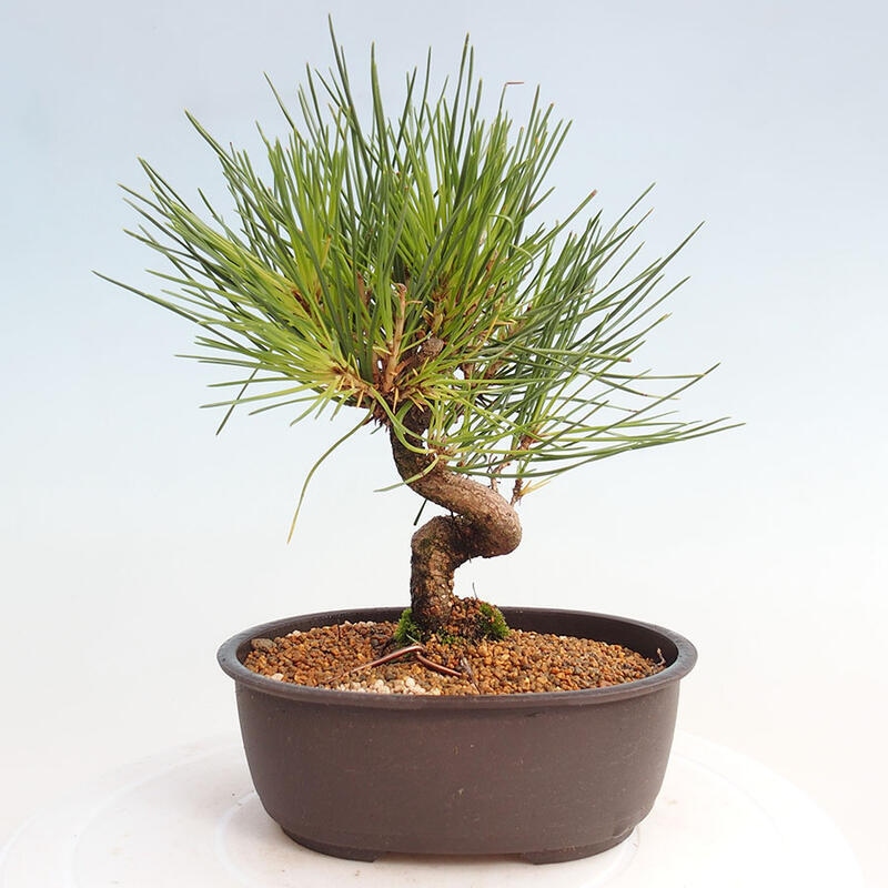 Outdoor bonsai - Pinus thunbergii - Thunbergia pine