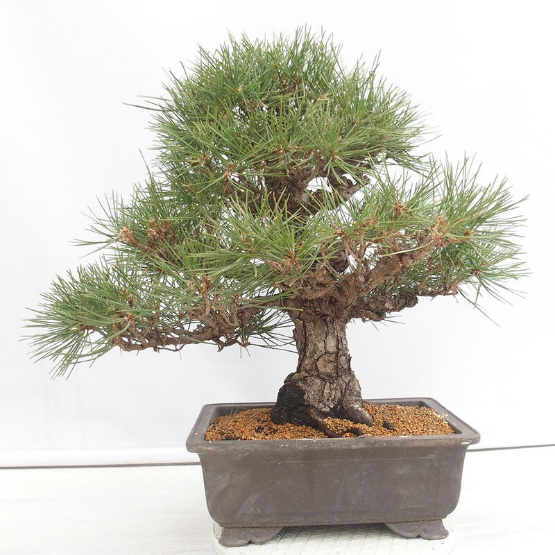 Outdoor bonsai - Pinus thunbergii - Thunberg pine