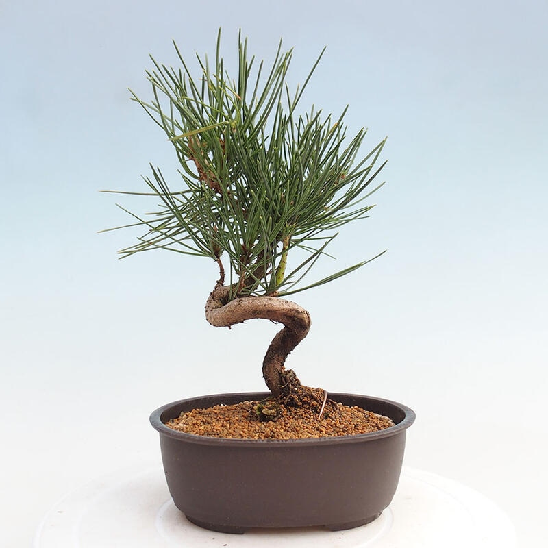 Outdoor bonsai - Pinus thunbergii - Thunbergia pine