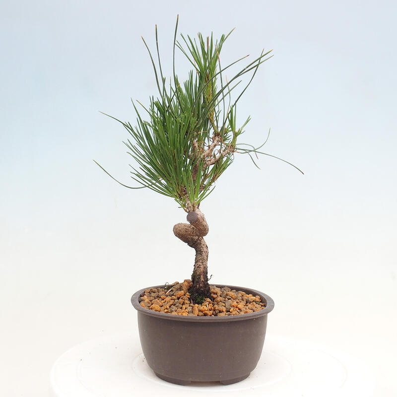 Outdoor bonsai - Pinus thunbergii - Thunbergia pine