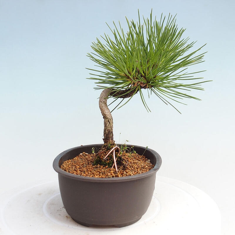 Outdoor bonsai - Pinus thunbergii - Thunbergia pine