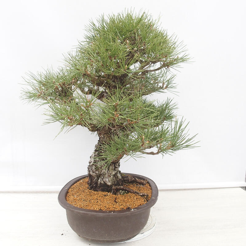 Outdoor bonsai - Pinus thunbergii - Thunberg pine