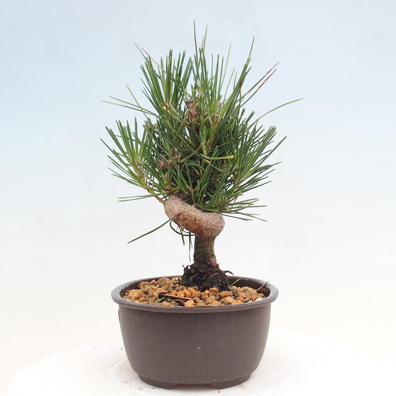 Outdoor bonsai - Pinus thunbergii - Thunbergia pine