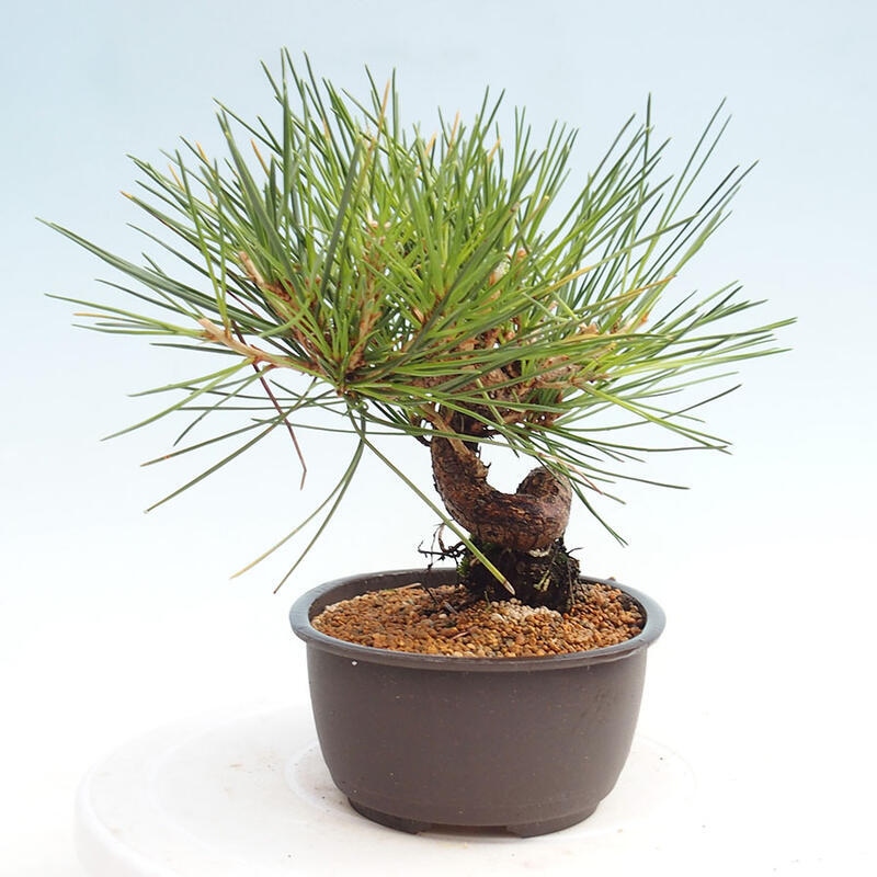 Outdoor bonsai - Pinus thunbergii - Thunbergia pine