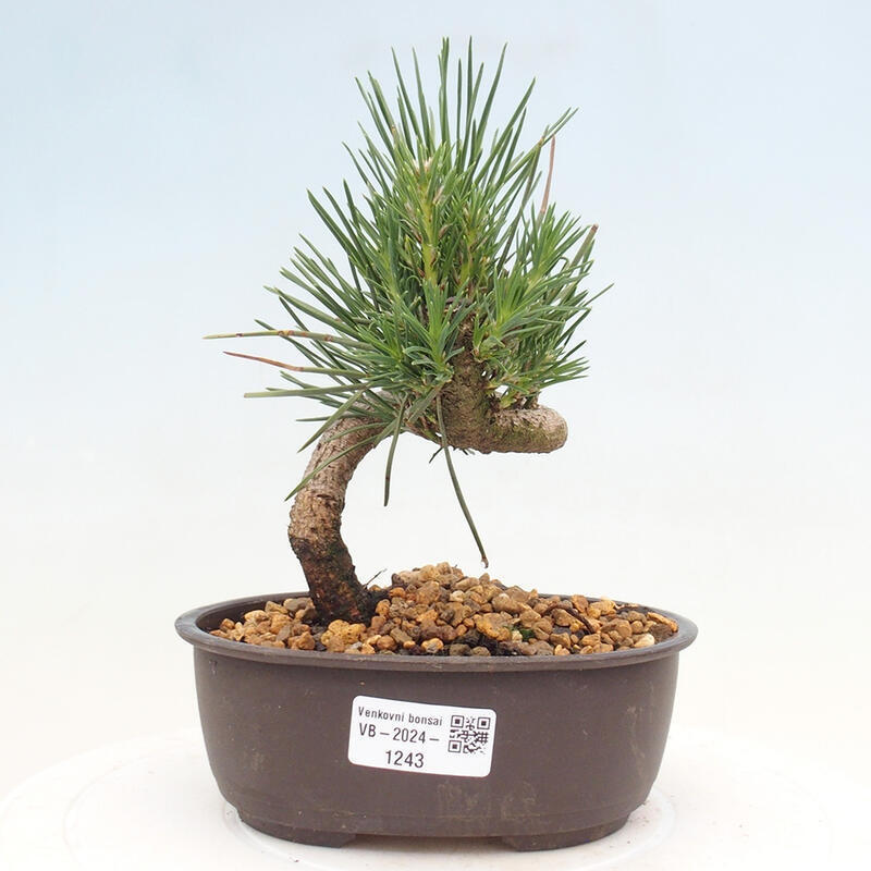 Outdoor bonsai - Pinus thunbergii - Thunbergia pine