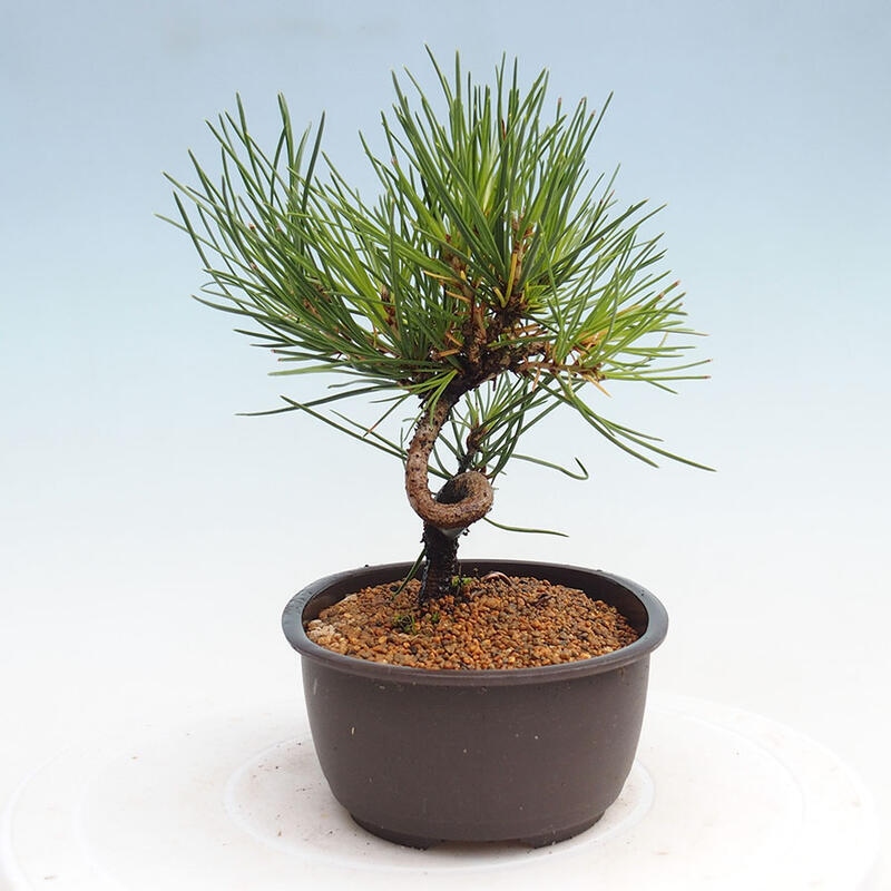 Outdoor bonsai - Pinus thunbergii - Thunbergia pine