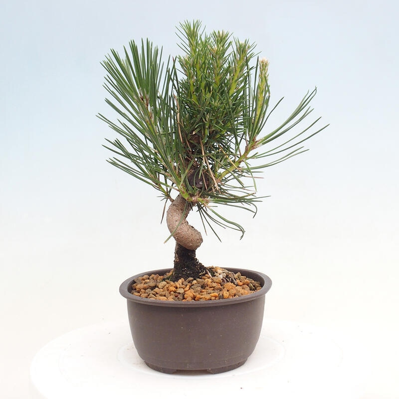 Outdoor bonsai - Pinus thunbergii - Thunbergia pine