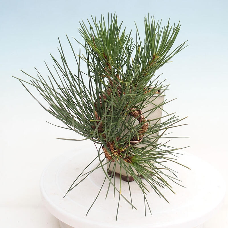 Outdoor bonsai - Pinus thunbergii - Thunbergia pine