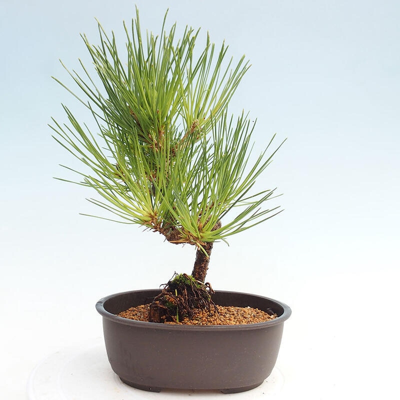 Outdoor bonsai - Pinus thunbergii - Thunbergia pine