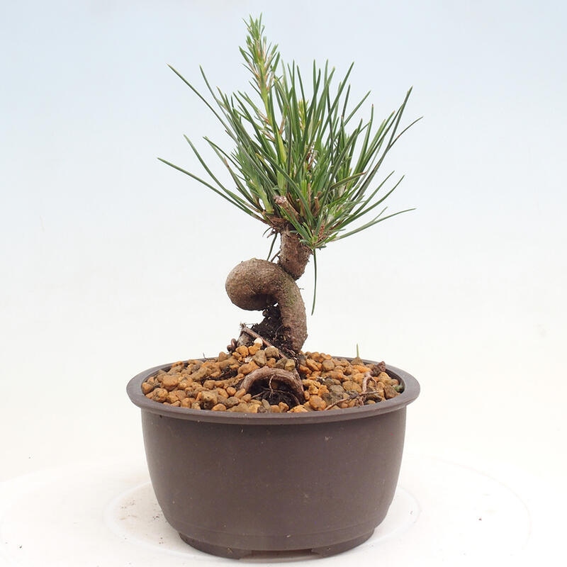 Outdoor bonsai - Pinus thunbergii - Thunbergia pine