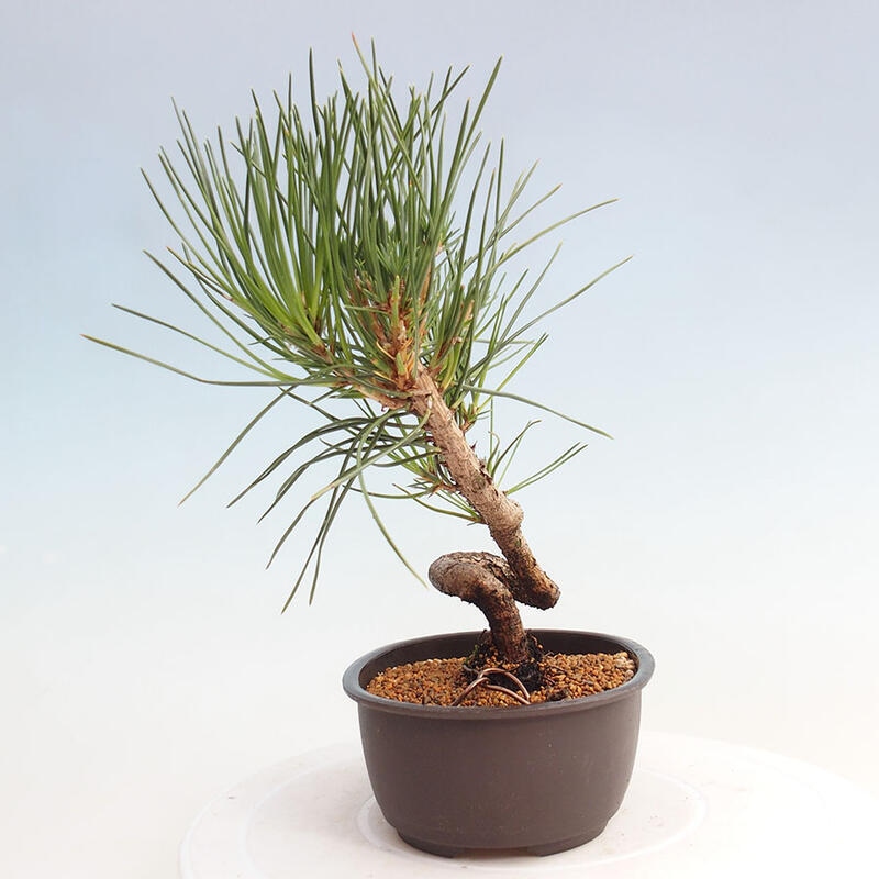 Outdoor bonsai - Pinus thunbergii - Thunbergia pine