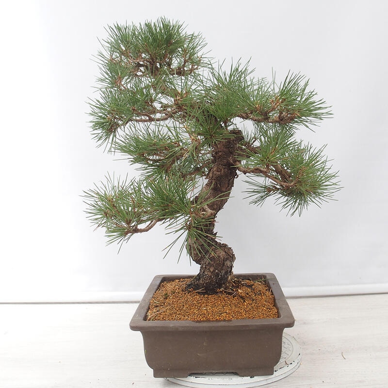 Outdoor bonsai - Pinus thunbergii - Thunberg pine