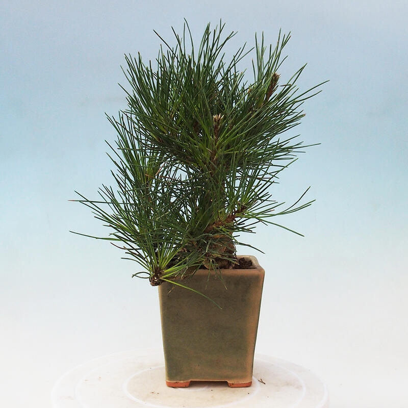 Outdoor bonsai - Pinus thunbergii - Thunbergia pine