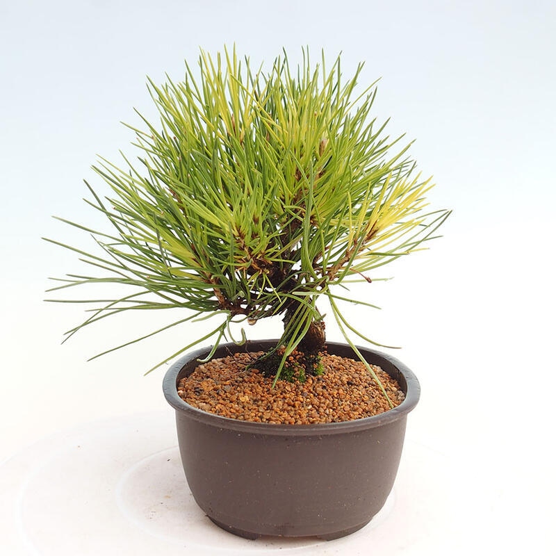 Outdoor bonsai - Pinus thunbergii - Thunbergia pine