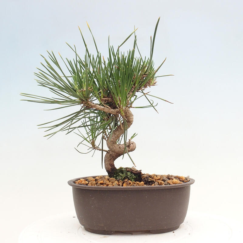 Outdoor bonsai - Pinus thunbergii - Thunbergia pine