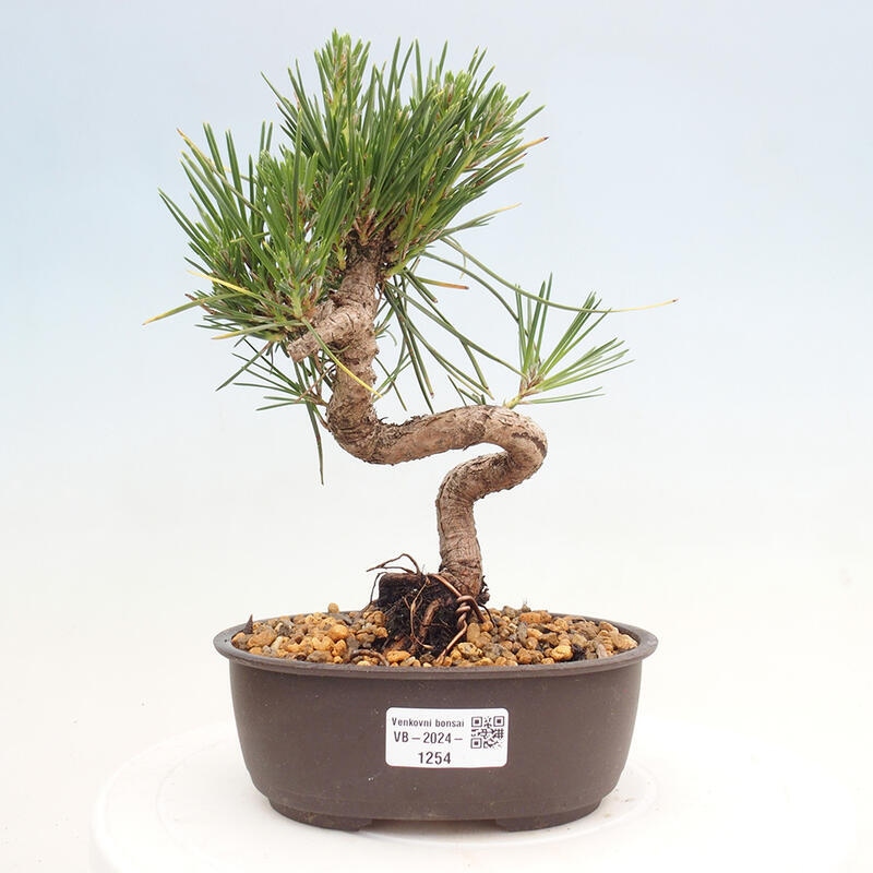 Outdoor bonsai - Pinus thunbergii - Thunbergia pine