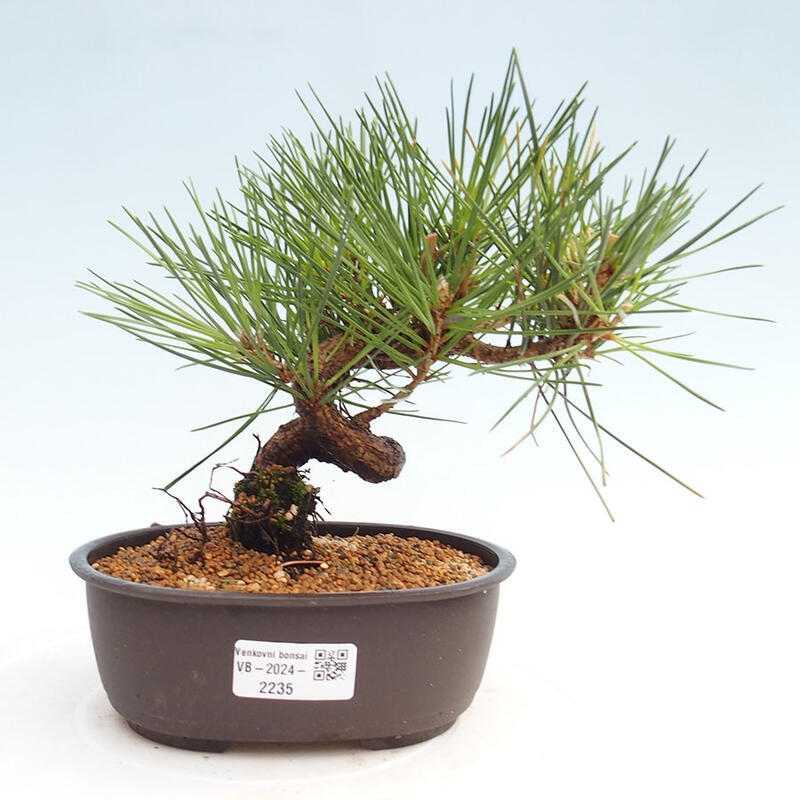 Outdoor bonsai - Pinus thunbergii - Thunbergia pine