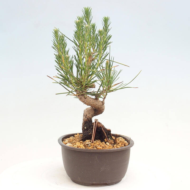 Outdoor bonsai - Pinus thunbergii - Thunbergia pine