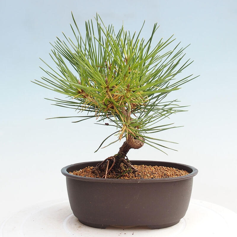 Outdoor bonsai - Pinus thunbergii - Thunbergia pine