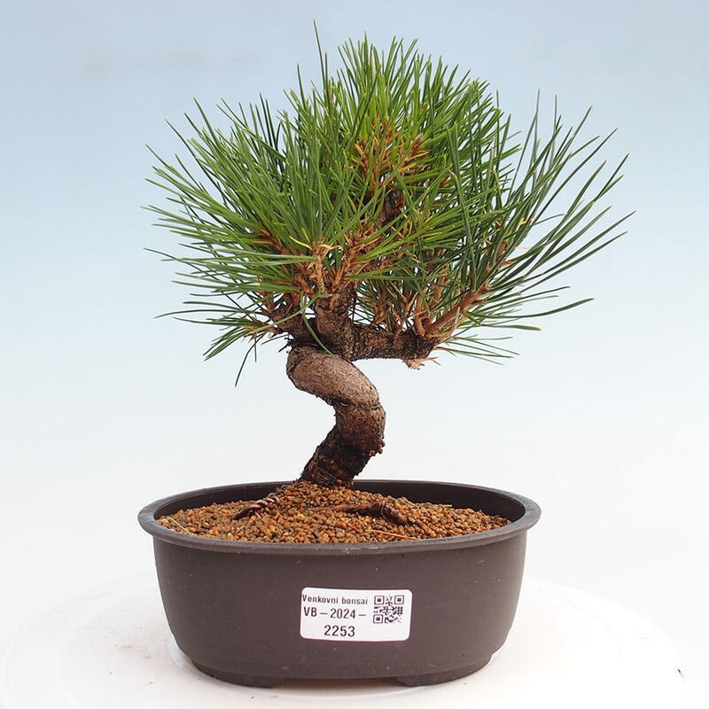 Outdoor bonsai - Pinus thunbergii - Thunbergia pine