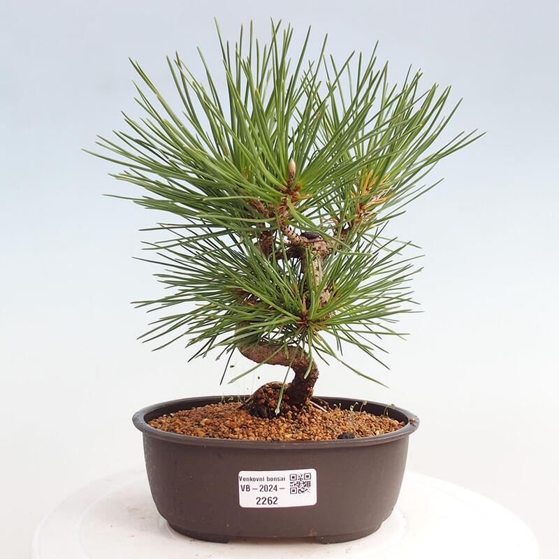 Outdoor bonsai - Pinus thunbergii - Thunbergia pine