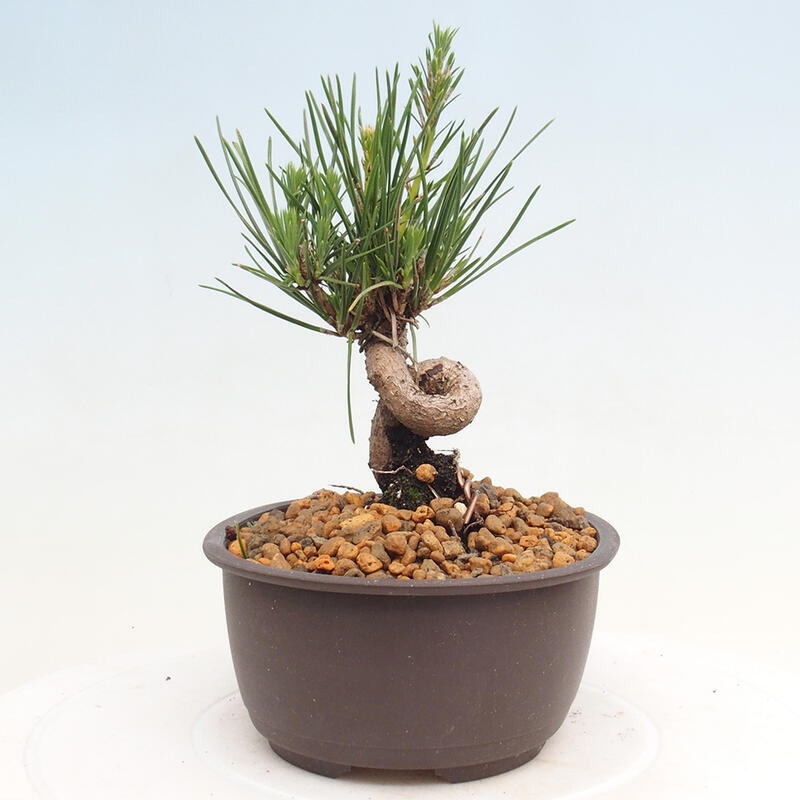 Outdoor bonsai - Pinus thunbergii - Thunbergia pine