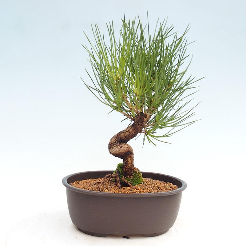 Outdoor bonsai - Pinus thunbergii - Thunbergia pine