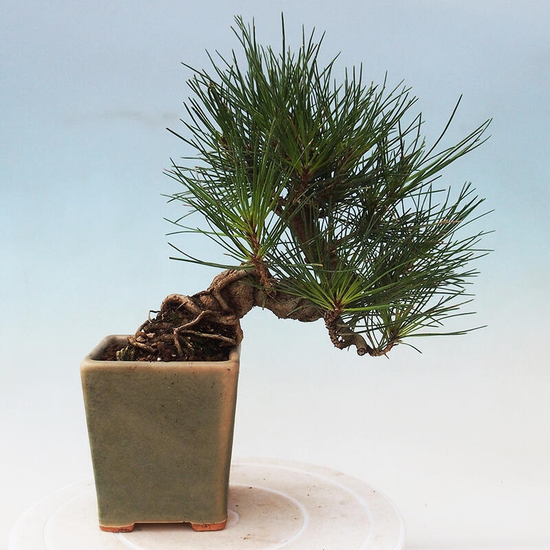 Outdoor bonsai - Pinus thunbergii - Thunbergia pine