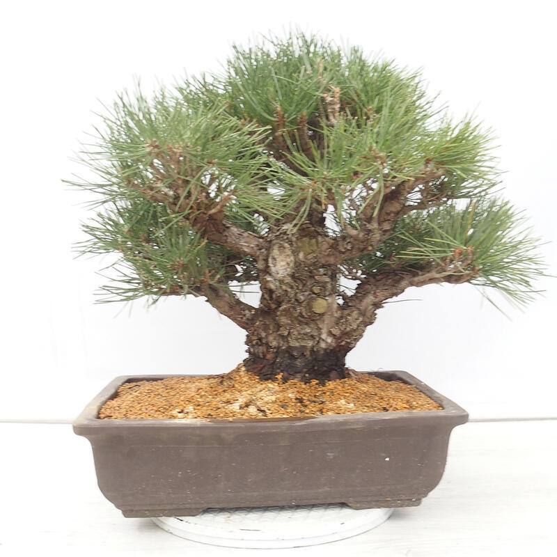 Outdoor bonsai - Pinus thunbergii - Thunberg pine