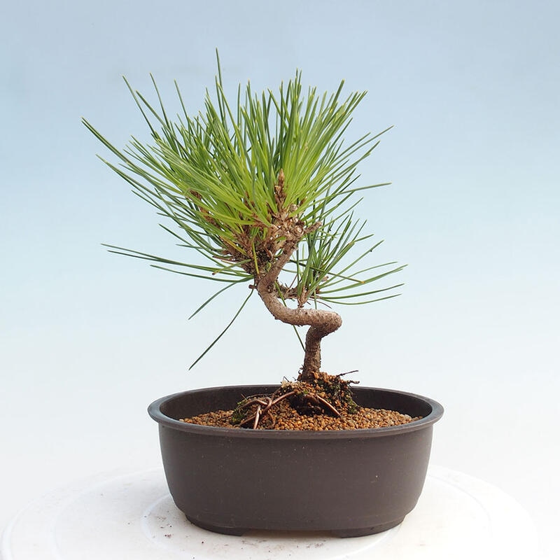 Outdoor bonsai - Pinus thunbergii - Thunbergia pine