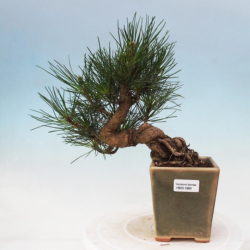 Outdoor bonsai - Pinus thunbergii - Thunbergia pine