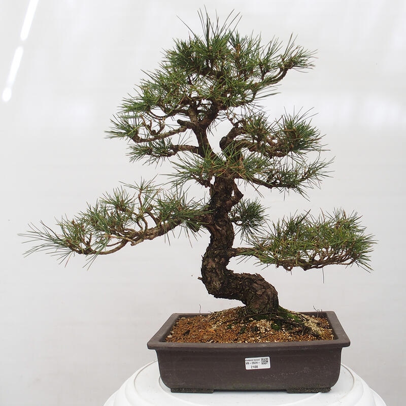 Outdoor bonsai - Pinus thunbergii - Thunberg pine