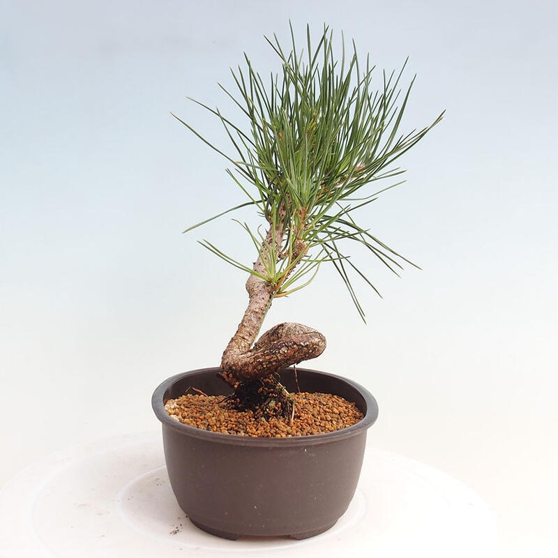 Outdoor bonsai - Pinus thunbergii - Thunbergia pine