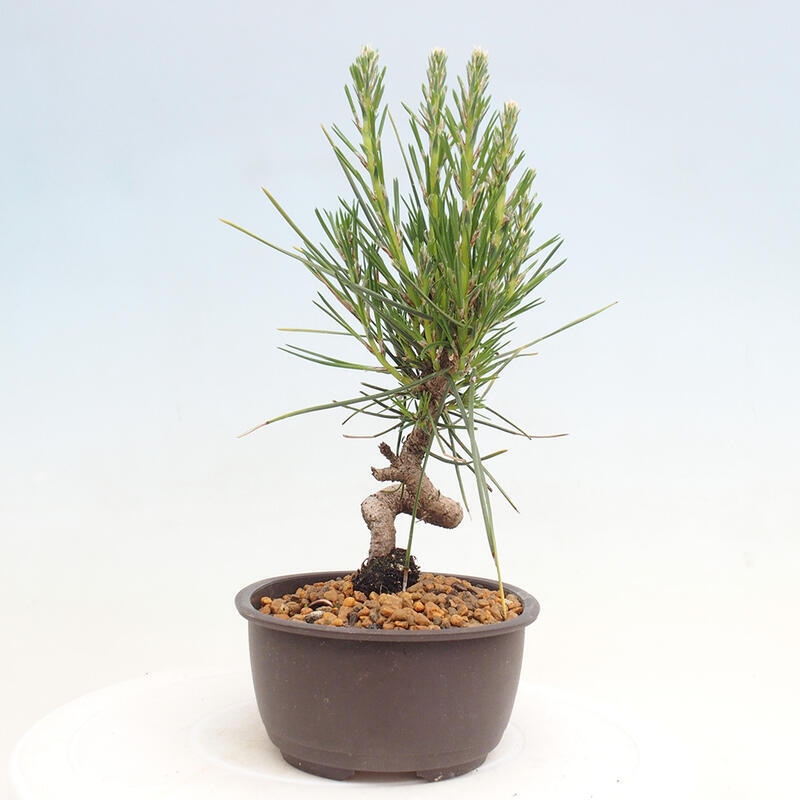 Outdoor bonsai - Pinus thunbergii - Thunbergia pine