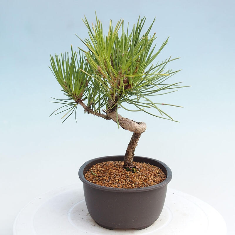 Outdoor bonsai - Pinus thunbergii - Thunbergia pine