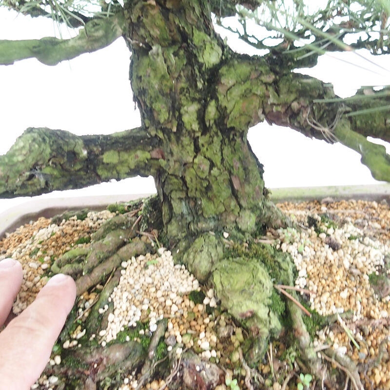 Outdoor bonsai - Pinus thunbergii - Thunberg pine