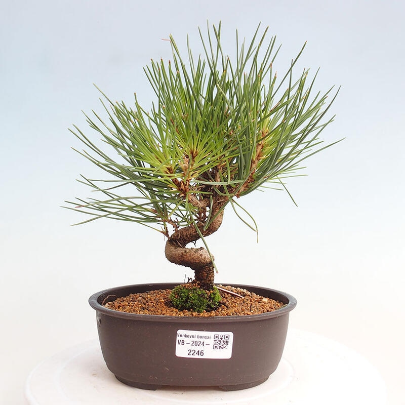 Outdoor bonsai - Pinus thunbergii - Thunbergia pine