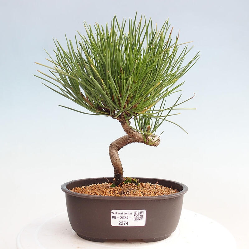 Outdoor bonsai - Pinus thunbergii - Thunbergia pine