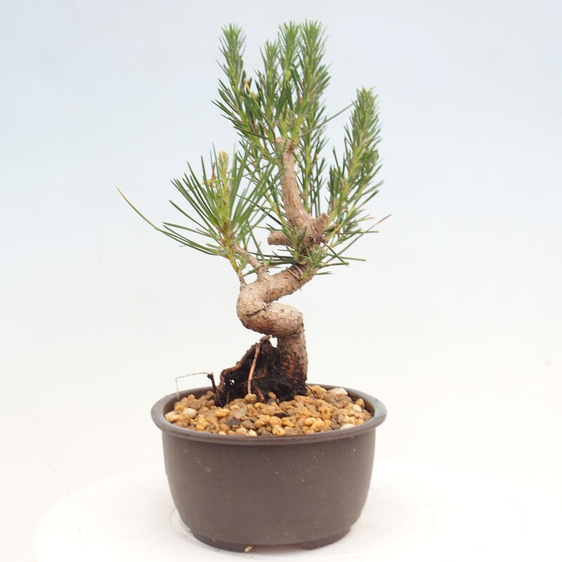 Outdoor bonsai - Pinus thunbergii - Thunbergia pine