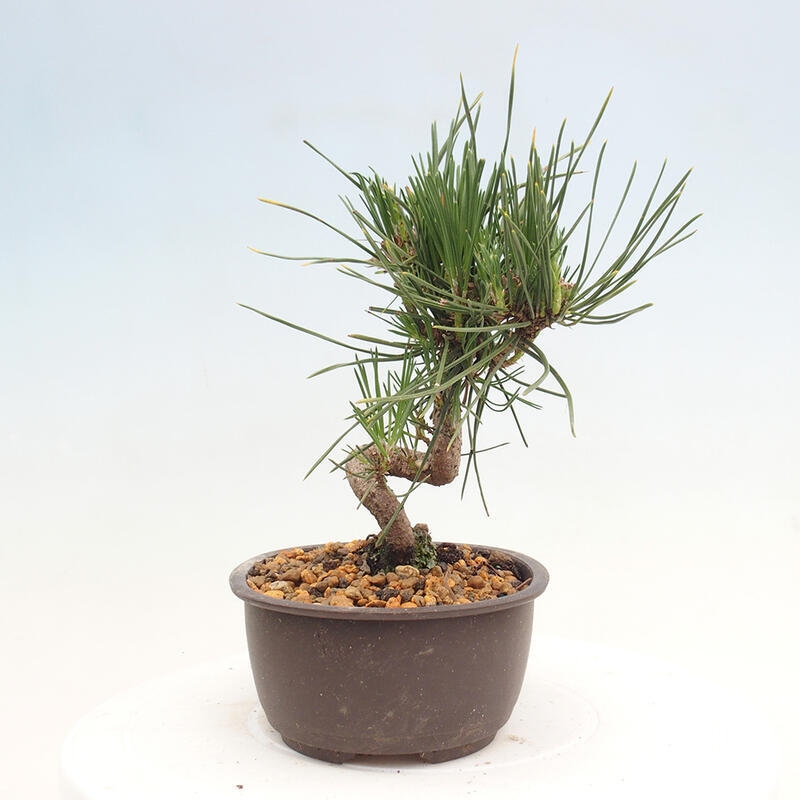 Outdoor bonsai - Pinus thunbergii - Thunbergia pine