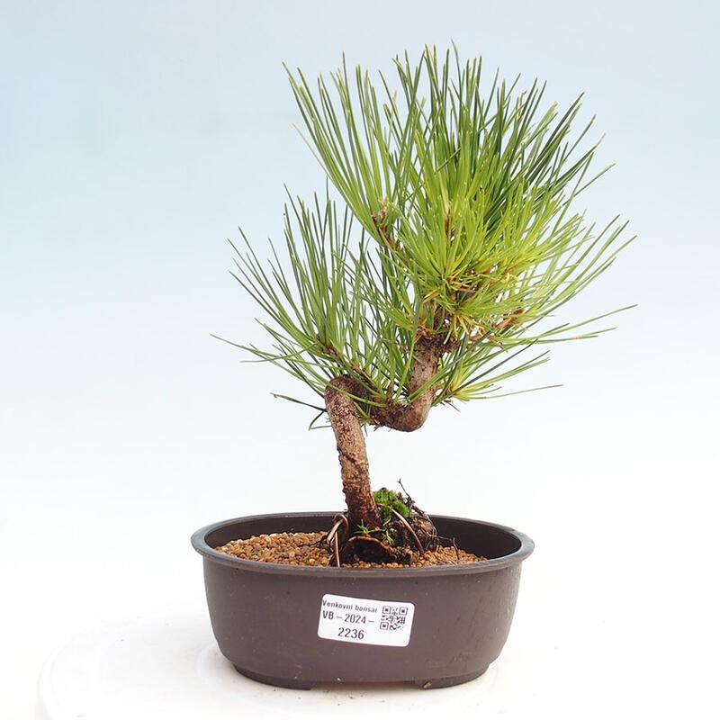 Outdoor bonsai - Pinus thunbergii - Thunbergia pine