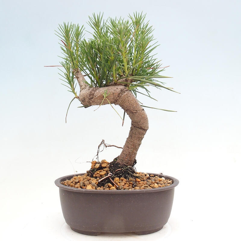 Outdoor bonsai - Pinus thunbergii - Thunbergia pine