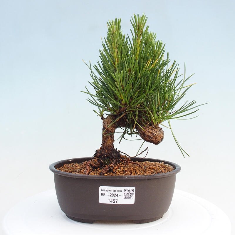 Outdoor bonsai - Pinus thunbergii - Thunbergia pine