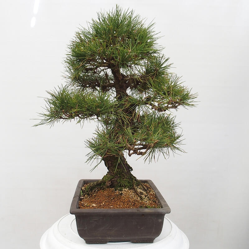 Outdoor bonsai - Pinus thunbergii - Thunberg pine