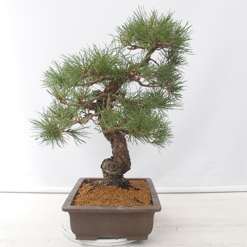 Outdoor bonsai - Pinus thunbergii - Thunberg pine