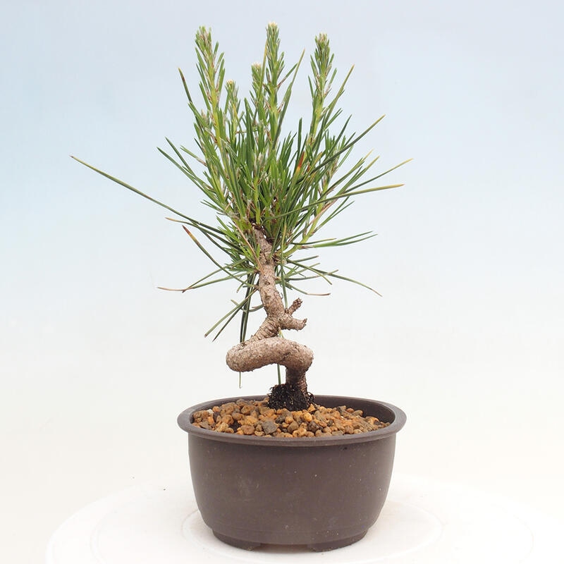 Outdoor bonsai - Pinus thunbergii - Thunbergia pine