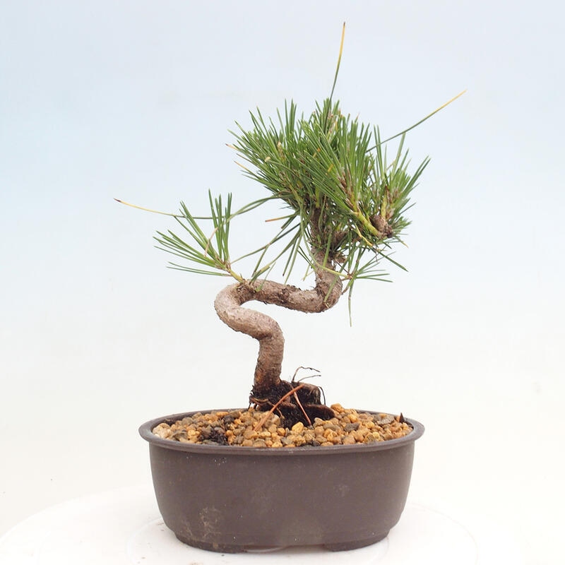 Outdoor bonsai - Pinus thunbergii - Thunbergia pine