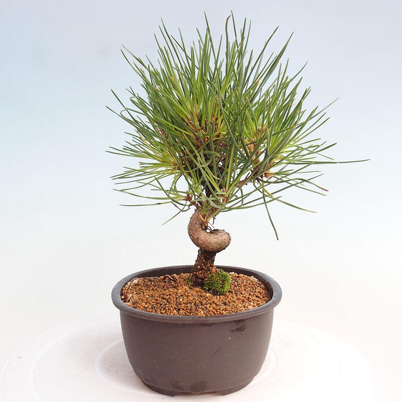 Outdoor bonsai - Pinus thunbergii - Thunbergia pine